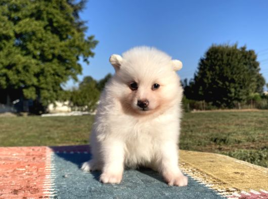 Spitz Bebekler
