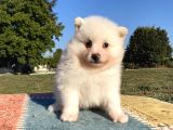 Spitz Bebekler