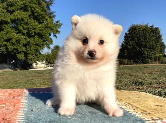 Spitz Bebekler görsel