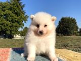 Spitz Bebekler