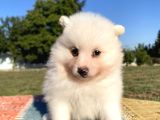 Spitz Bebekler