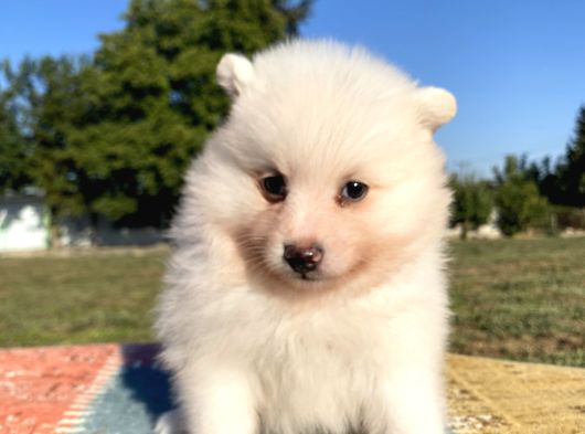 Spitz Bebekler görsel