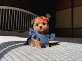 Poodle Ayarinda Teacup Kore Maltipoo Red Brown Yavrularımız