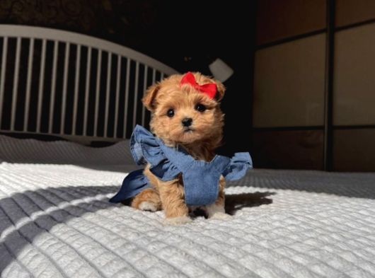 Poodle Ayarinda Teacup Kore Maltipoo Red Brown Yavrularımız görsel
