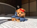 Poodle Ayarinda Teacup Kore Maltipoo Red Brown Yavrularımız