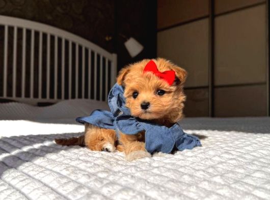 Poodle Ayarinda Teacup Kore Maltipoo Red Brown Yavrularımız