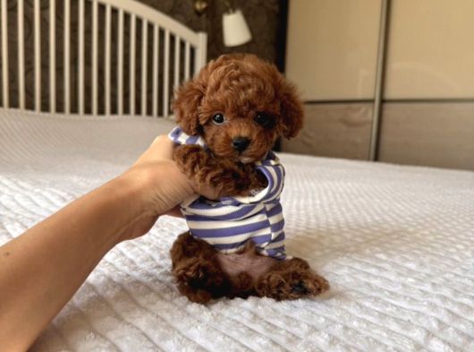 Poodle Ayarinda Teacup Kore Maltipoo Red Brown Yavrularımız görsel