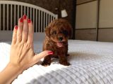Poodle Ayarinda Teacup Kore Maltipoo Red Brown Yavrularımız