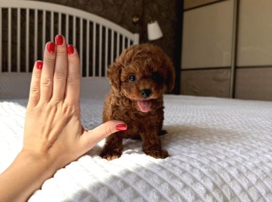 Poodle Ayarinda Teacup Kore Maltipoo Red Brown Yavrularımız görsel
