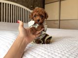 Poodle Ayarinda Teacup Kore Maltipoo Red Brown Yavrularımız