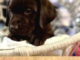 A Kalite Çikolata Labrador