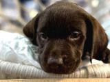 A Kalite Çikolata Labrador