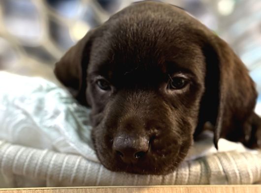 A Kalite Çikolata Labrador görsel