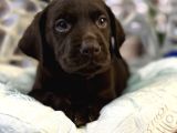 A Kalite Çikolata Labrador