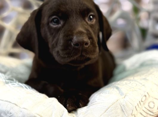 A Kalite Çikolata Labrador görsel