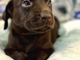 A Kalite Çikolata Labrador