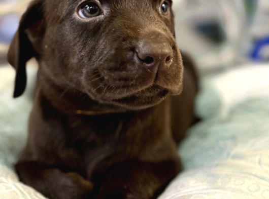A Kalite Çikolata Labrador görsel