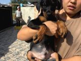 King Doberman Yavrular