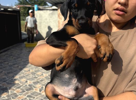 King Doberman Yavrular görsel
