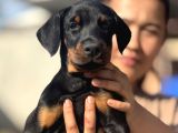 King Doberman Yavrular