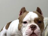 Exotic bully Yavruları mevcut