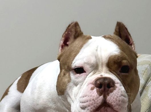 Exotic Bully Yavruları Mevcut