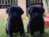 SİYAH PUG YAVRULARI