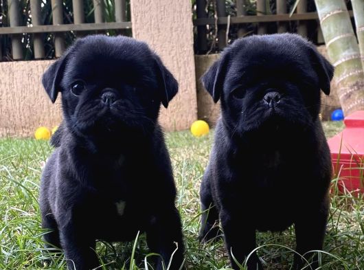 Si̇yah Pug Yavrulari