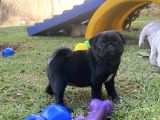 Si̇yah Pug Yavrulari