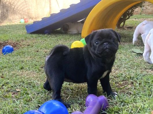 Si̇yah Pug Yavrulari görsel