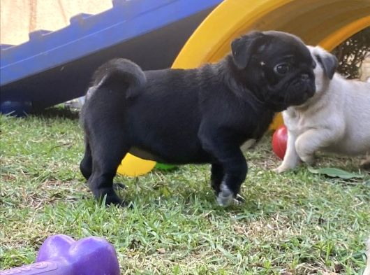Si̇yah Pug Yavrulari görsel