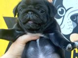 SİYAH PUG MOPS