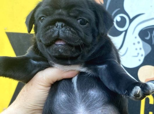 Si̇yah Pug Mops
