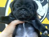 Si̇yah Pug Mops