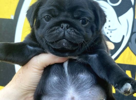 Si̇yah Pug Mops görsel