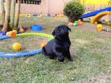 Safkan Pug Si̇yah Yavrular