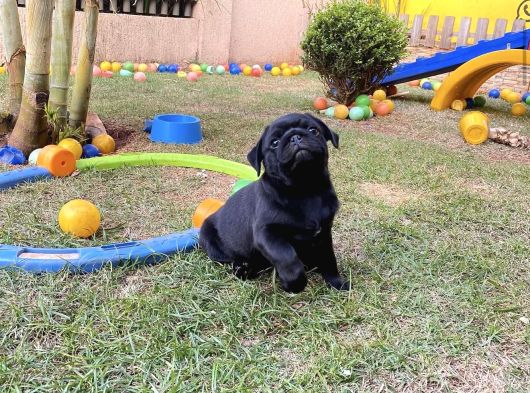 Safkan Pug Si̇yah Yavrular görsel