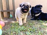 Gülen Yüz Pug Yavrulari