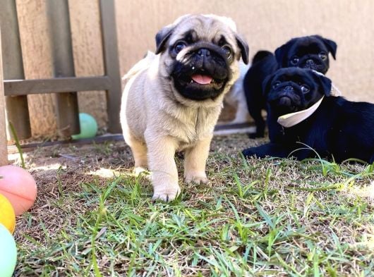Gülen Yüz Pug Yavrulari görsel