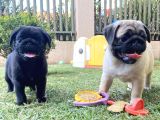 GÜLEN YÜZ PUG YAVRULARI