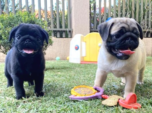 Gülen Yüz Pug Yavrulari