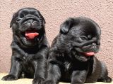 SAFKAN PUG SİYAH YAVRULAR