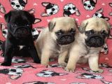 Safkan Pug Si̇yah Yavrular