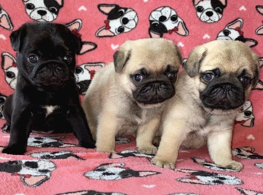 Safkan Pug Si̇yah Yavrular görsel