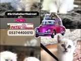 Boncuk Göz Topkafa