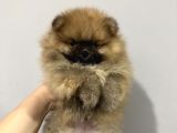 Sıfır Burun Üst Düzey Erkek Pomernian Boo