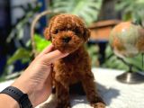 Kore Kg Gqrantili Teacup Poodle