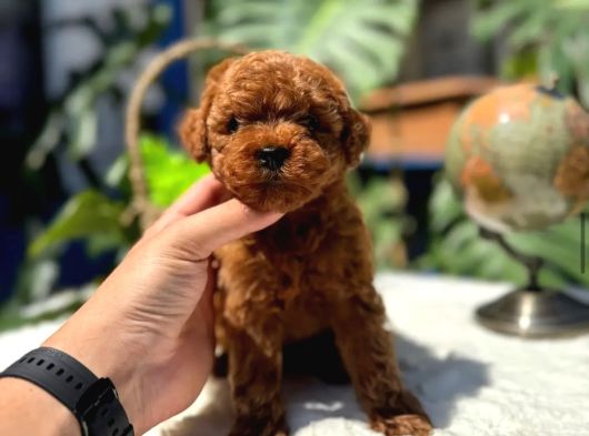 Kore Kg Gqrantili Teacup Poodle görsel