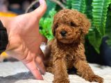 Kore Kg Gqrantili Teacup Poodle