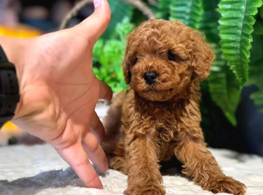 Kore Kg Gqrantili Teacup Poodle görsel